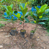 Grafted Indonesian Red Jackfruit Plant